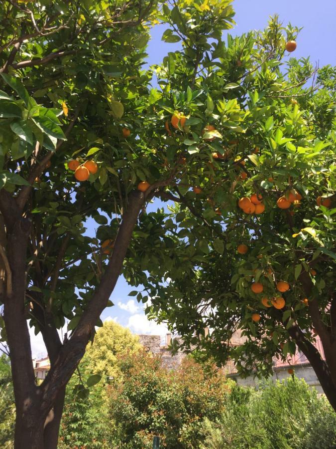 بيتراسانتا B&B L' Orangerie المظهر الخارجي الصورة